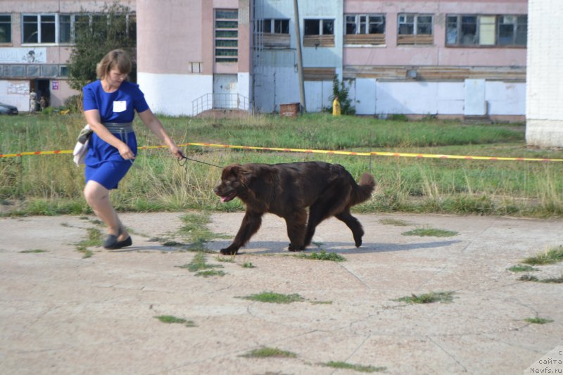 Фото: ньюфаундленд Nezhdannaya Nagrada (Нежданная Награда)