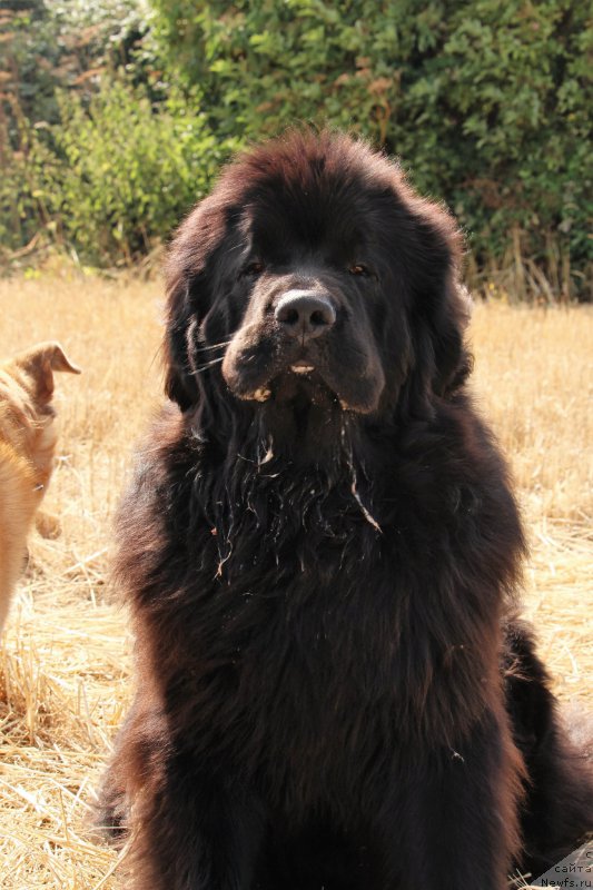 Фото: ньюфаундленд Akvatoriya Kelvin YU Myeyk May Drim (Акватория Келвин Ю Мэйк Май Дрим)