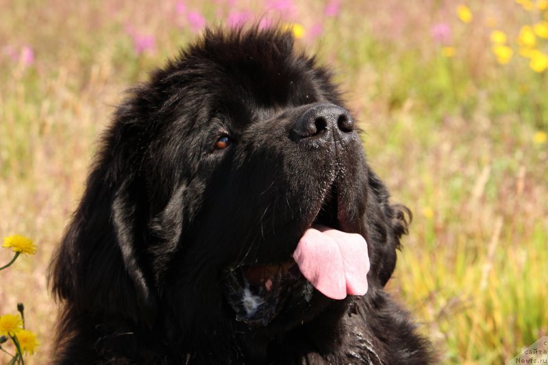 Фото: ньюфаундленд Akvatoriya Kelvin YU Myeyk May Drim (Акватория Келвин Ю Мэйк Май Дрим)