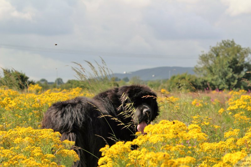 Фото: ньюфаундленд Akvatoriya Kelvin YU Myeyk May Drim (Акватория Келвин Ю Мэйк Май Дрим)