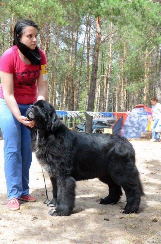 Фото: ньюфаундленд N'yufort Azet Abayya (Ньюфорт Азет Абайя)