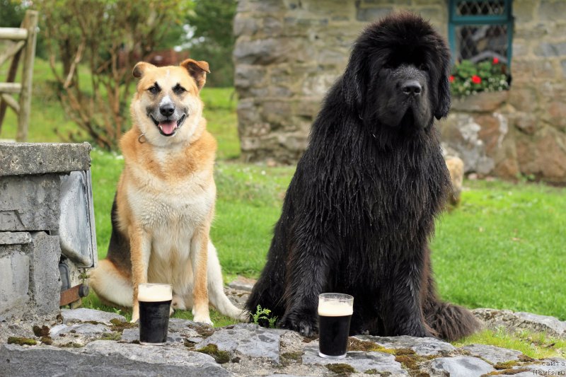 Фото: ньюфаундленд Akvatoriya Kelvin YU Myeyk May Drim (Акватория Келвин Ю Мэйк Май Дрим)