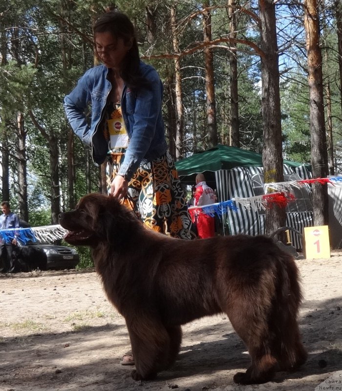 Фото: ньюфаундленд N'yufort Vivian (Ньюфорт Вивиан), Kseniya Novikova (Ксения Новикова)