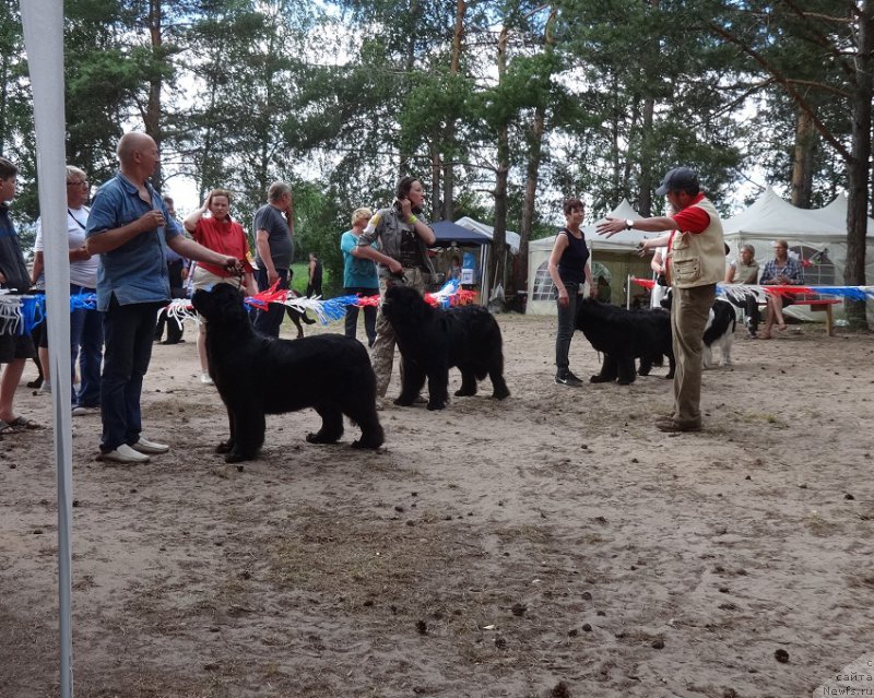 Фото: ньюфаундленд N'yufort Bavariya (Ньюфорт Бавария), Aleksey Votchal (Алексей Вотчал)