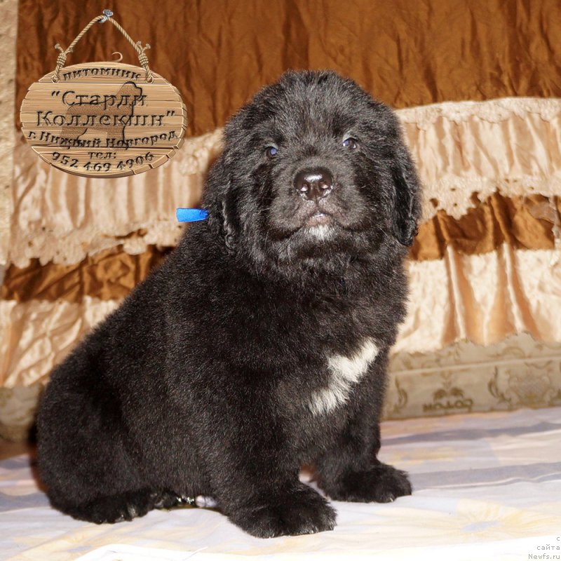 Фотография № 212167