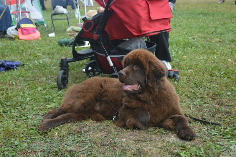 Фото: ньюфаундленд Braunblad MSK Betani YEys (Браунблад МСК Бетани Эйс)