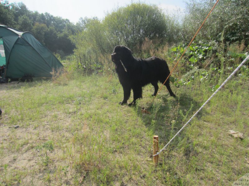 Фото: ньюфаундленд CHernyiy Balu Elisey (Черный Балу Елисей)