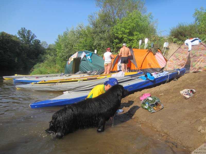 Фото: ньюфаундленд CHernyiy Balu Elisey (Черный Балу Елисей)