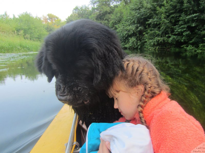 Фото: ньюфаундленд CHernyiy Balu Elisey (Черный Балу Елисей)