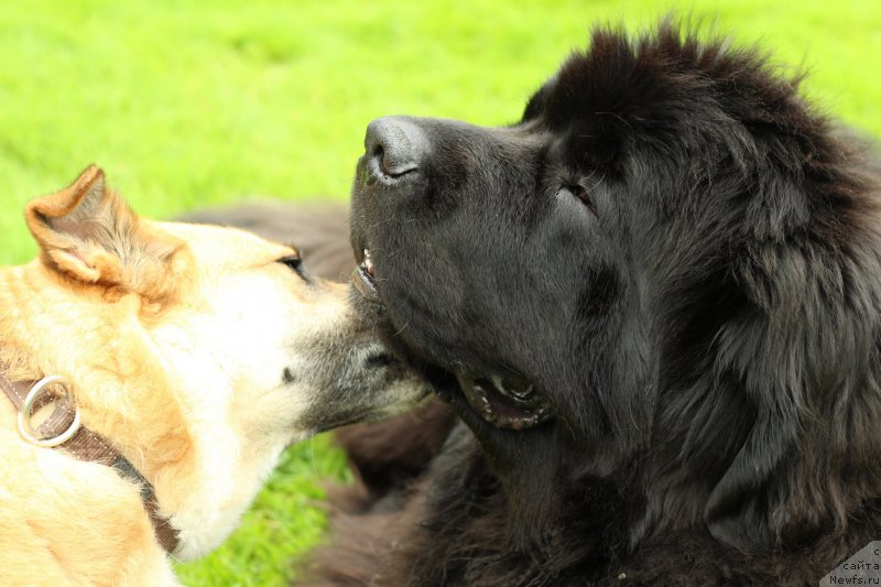 Фото: ньюфаундленд Akvatoriya Kelvin YU Myeyk May Drim (Акватория Келвин Ю Мэйк Май Дрим)