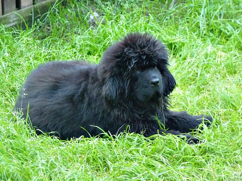 Фотография № 212219