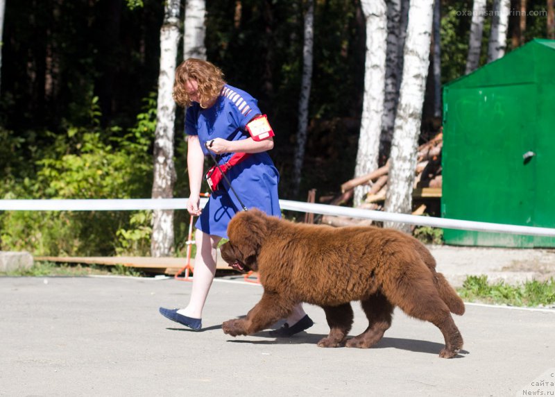 Фото: ньюфаундленд Brownblood MSK Veles Alister (Браунблад МСК Велес Алистер)