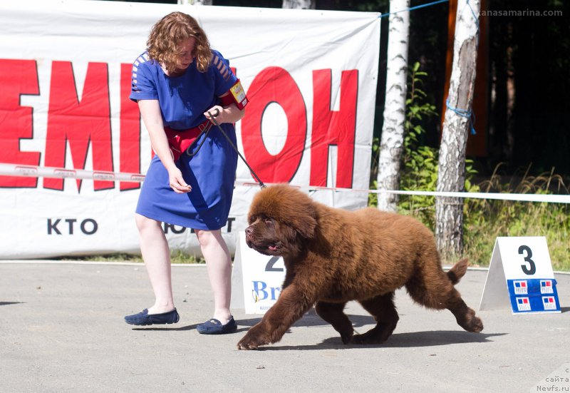 Фото: ньюфаундленд Brownblood MSK Veles Alister (Браунблад МСК Велес Алистер)
