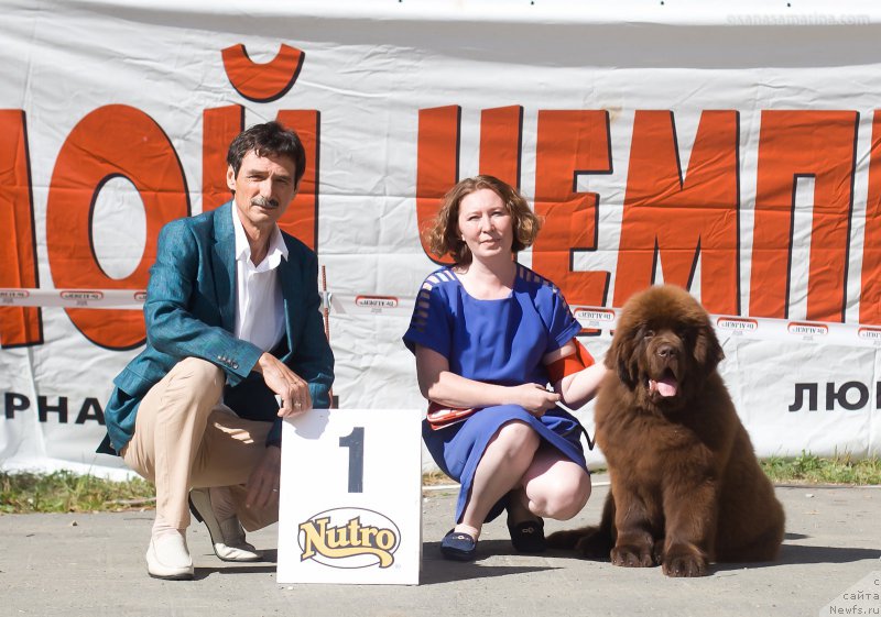 Фото: ньюфаундленд Brownblood MSK Veles Alister (Браунблад МСК Велес Алистер)