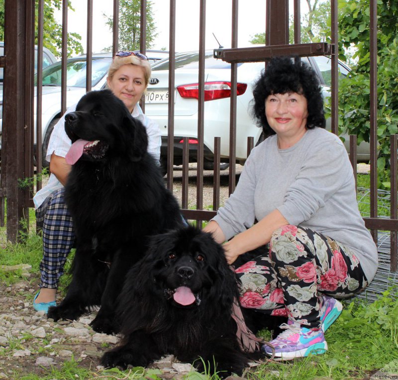 Фото: ньюфаундленд Brownblood MSK Helfi Best Armani (Браунблад МСК Хелфи Бэст Армани)