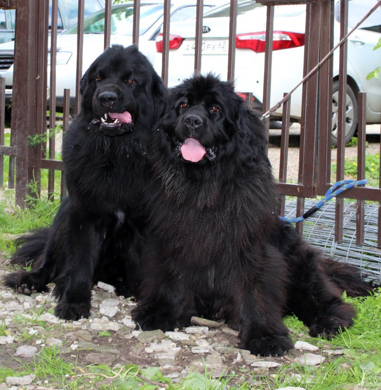 Фото: ньюфаундленд Brownblood MSK Helfi Best Armani (Браунблад МСК Хелфи Бэст Армани)