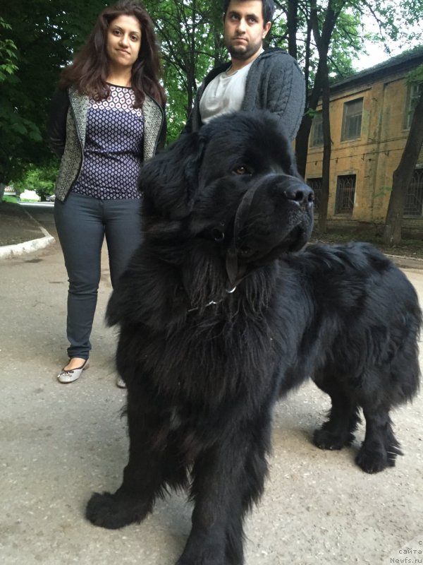 Фото: ньюфаундленд Brownblood MSK Helfi Best Armani (Браунблад МСК Хелфи Бэст Армани)