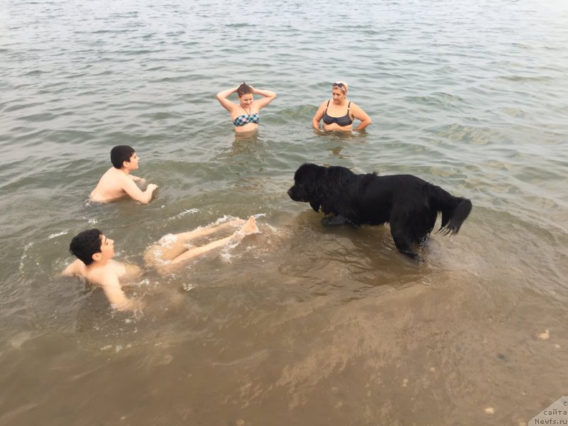 Фото: ньюфаундленд Brownblood MSK Helfi Best Armani (Браунблад МСК Хелфи Бэст Армани)