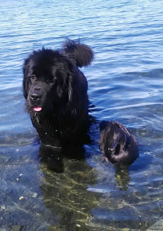 Фото: ньюфаундленд Chernaya Mafia Аngel Among Us (Черная Мафия Ангел Амонг Ус)