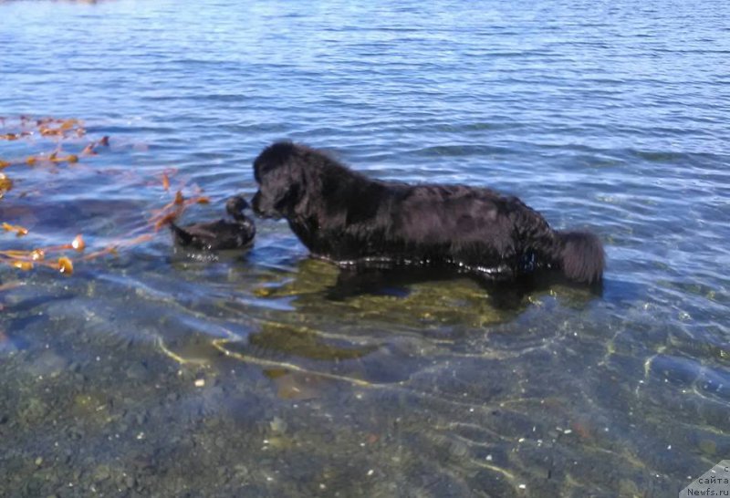 Фото: ньюфаундленд Chernaya Mafia Аngel Among Us (Черная Мафия Ангел Амонг Ус)