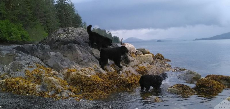 Фото: ньюфаундленд Chernaya Mafia Аngel Among Us (Черная Мафия Ангел Амонг Ус)