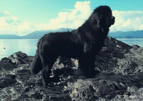 Фото: ньюфаундленд Chernaya Mafia Аngel Among Us (Черная Мафия Ангел Амонг Ус)