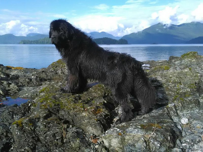 Фото: ньюфаундленд Chernaya Mafia Аngel Among Us (Черная Мафия Ангел Амонг Ус)