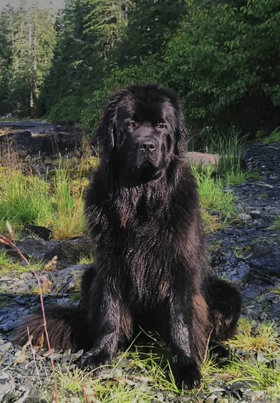 Фото: ньюфаундленд Chernaya Mafia Аngel Among Us (Черная Мафия Ангел Амонг Ус)