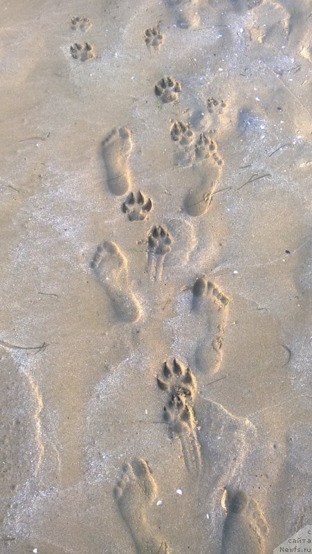 Фото: ньюфаундленд Moya Stikhiya Lamborghini (Моя Стихия Ламборджини)