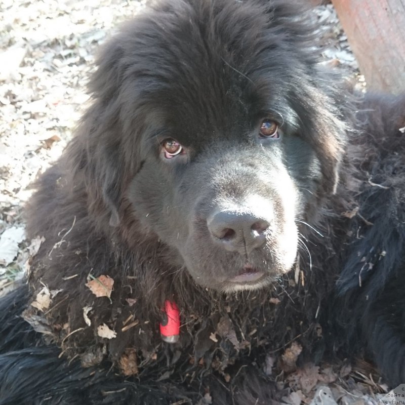 Фото: ньюфаундленд Piternyuf Bravia (Питерньюф Бравиа)