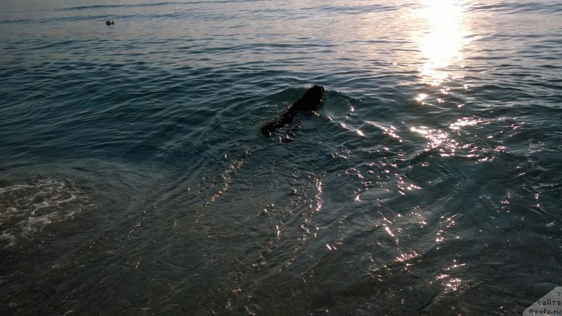 Фото: ньюфаундленд Moya Stikhiya Lamborghini (Моя Стихия Ламборджини)