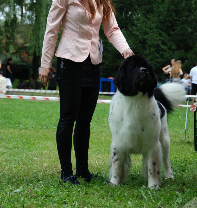 Фото: ньюфаундленд Chernaya Mafia Zebra Time (Черная Мафия Зебра Тиме)