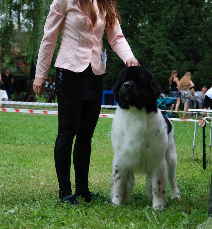 Фото: ньюфаундленд Chernaya Mafia Zebra Time (Черная Мафия Зебра Тиме)