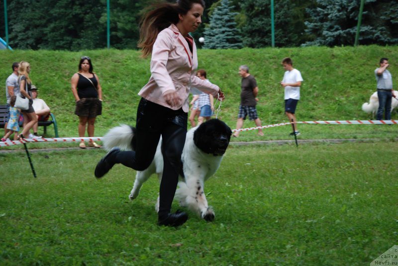 Фото: ньюфаундленд Chernaya Mafia Zebra Time (Черная Мафия Зебра Тиме)