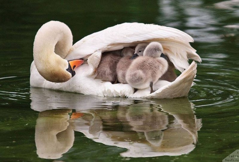 Фотография № 212308