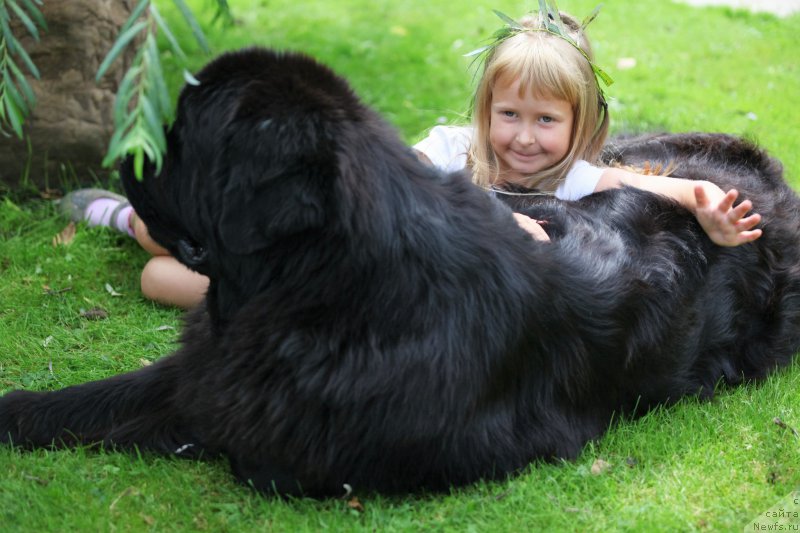 Фото: ньюфаундленд Cristalmar Cadeaux de Noel