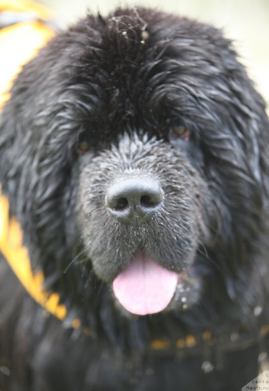 Фото: ньюфаундленд Cristalmar Cadeaux de Noel