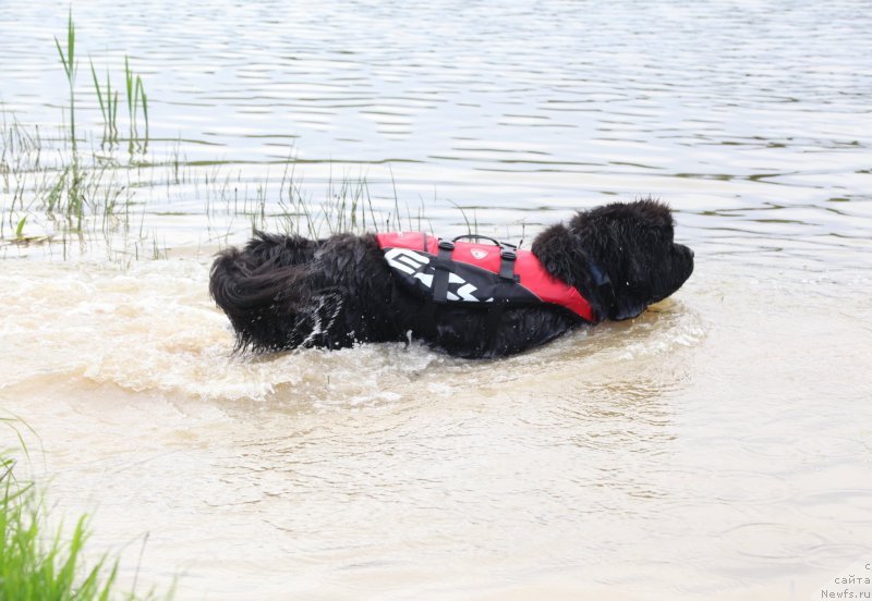 Фото: ньюфаундленд Very Fairweathers X'Got The Rhythm