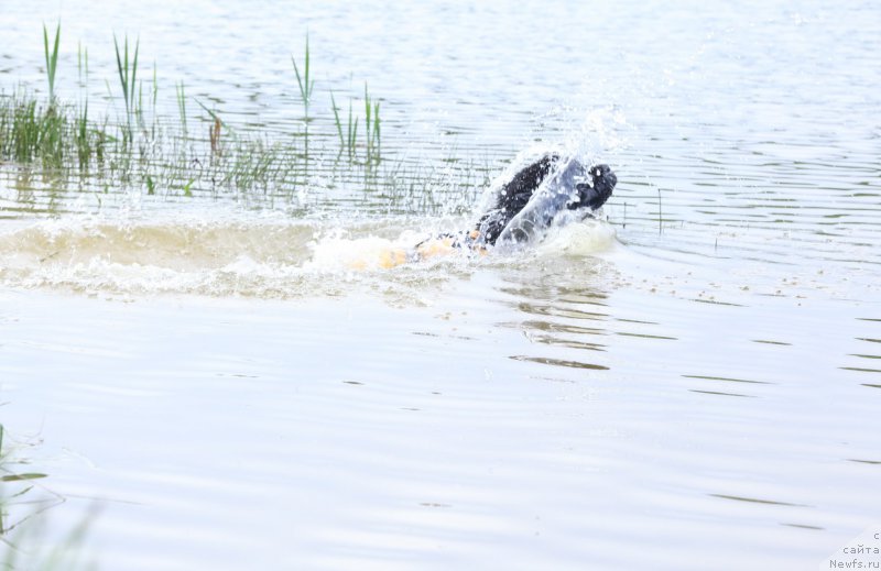 Фото: ньюфаундленд Cristalmar Cadeaux de Noel