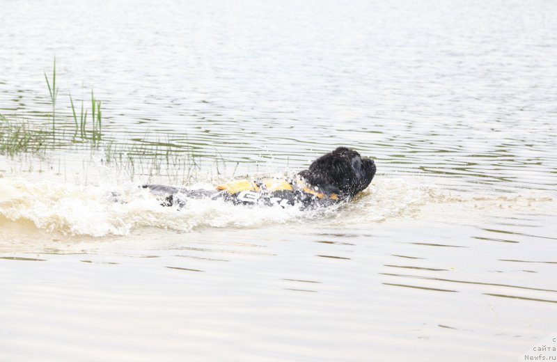 Фото: ньюфаундленд Cristalmar Cadeaux de Noel