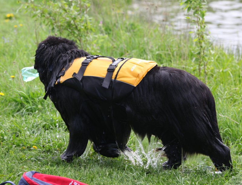 Фото: ньюфаундленд Cristalmar Cadeaux de Noel
