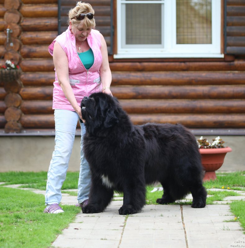 Фото: ньюфаундленд Cristalmar Cadeaux de Noel