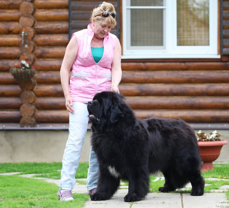 Фото: ньюфаундленд Cristalmar Cadeaux de Noel