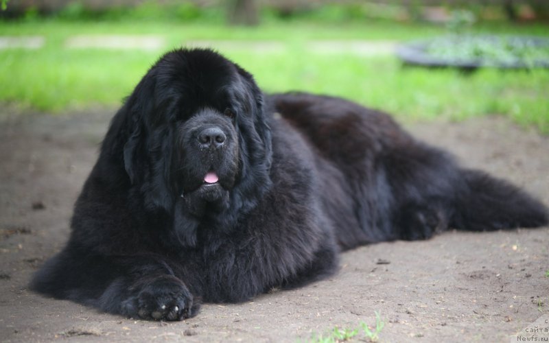 Фото: ньюфаундленд Cristalmar Cadeaux de Noel