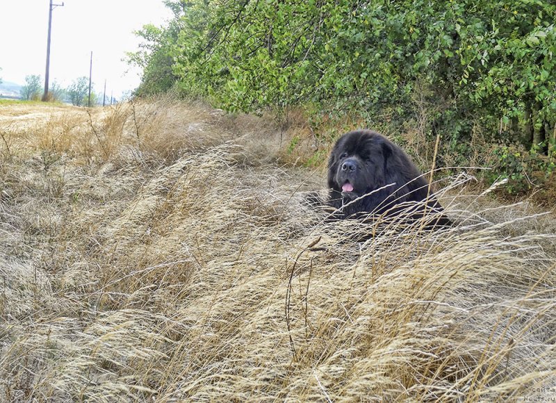 Фотография № 212335