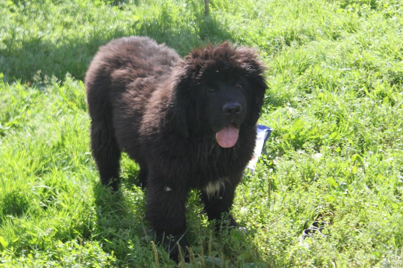 Фотография № 212337