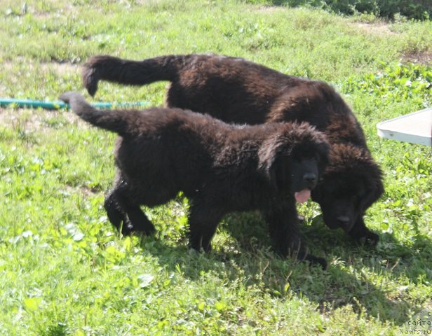 Фотография № 212338