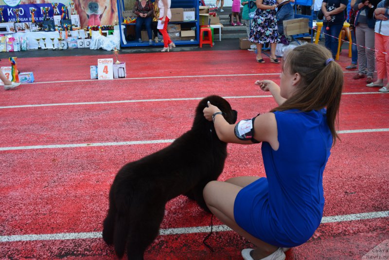 Фото: ньюфаундленд Terra Viktoriya Blyeyz of Nayts fo Helen (Терра Виктория Блэйз оф Найтс фо Хелен)