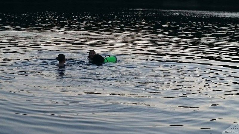 Фото: ньюфаундленд Terra Viktoriya Blyu Drim (Терра Виктория Блю Дрим)