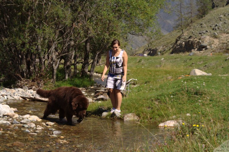 Фото: ньюфаундленд Ispolin iz Carstva Medvedey (Исполин из Царства Медведей)